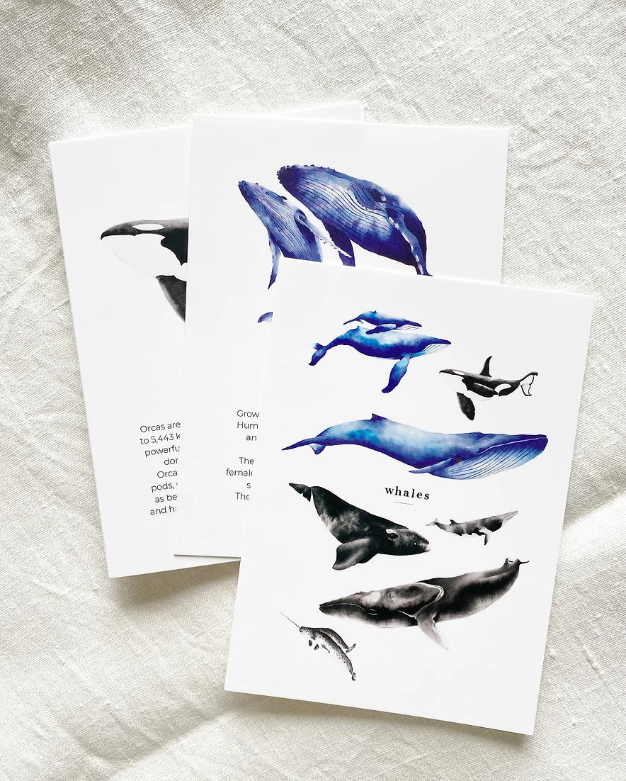 Whale Species Flash Cards