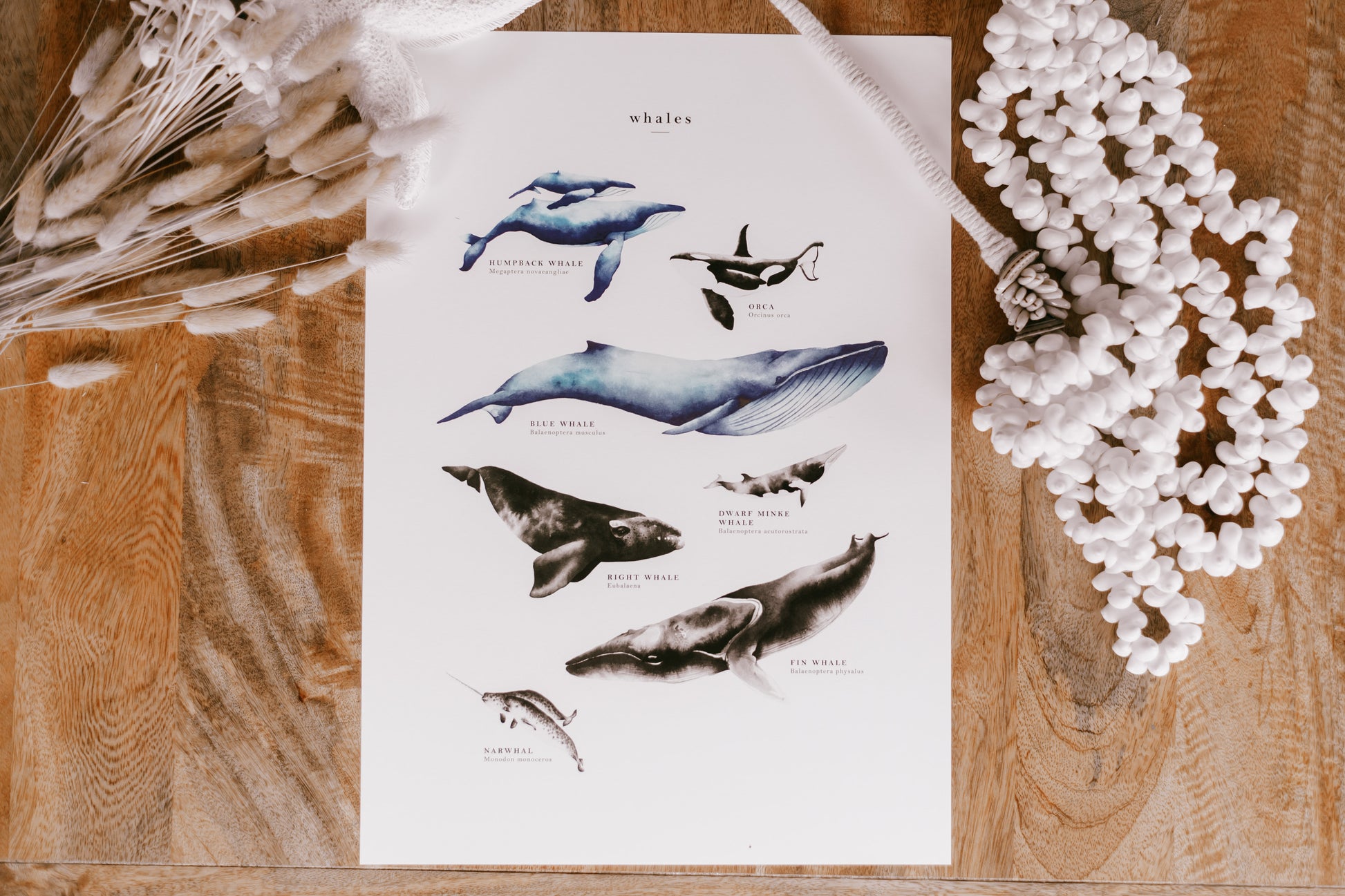 Whale Species Educational Poster water colour painting pretty palm tree