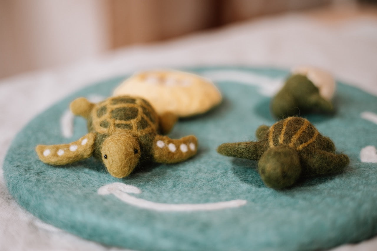 Life Cycle of a Green Sea Turtle